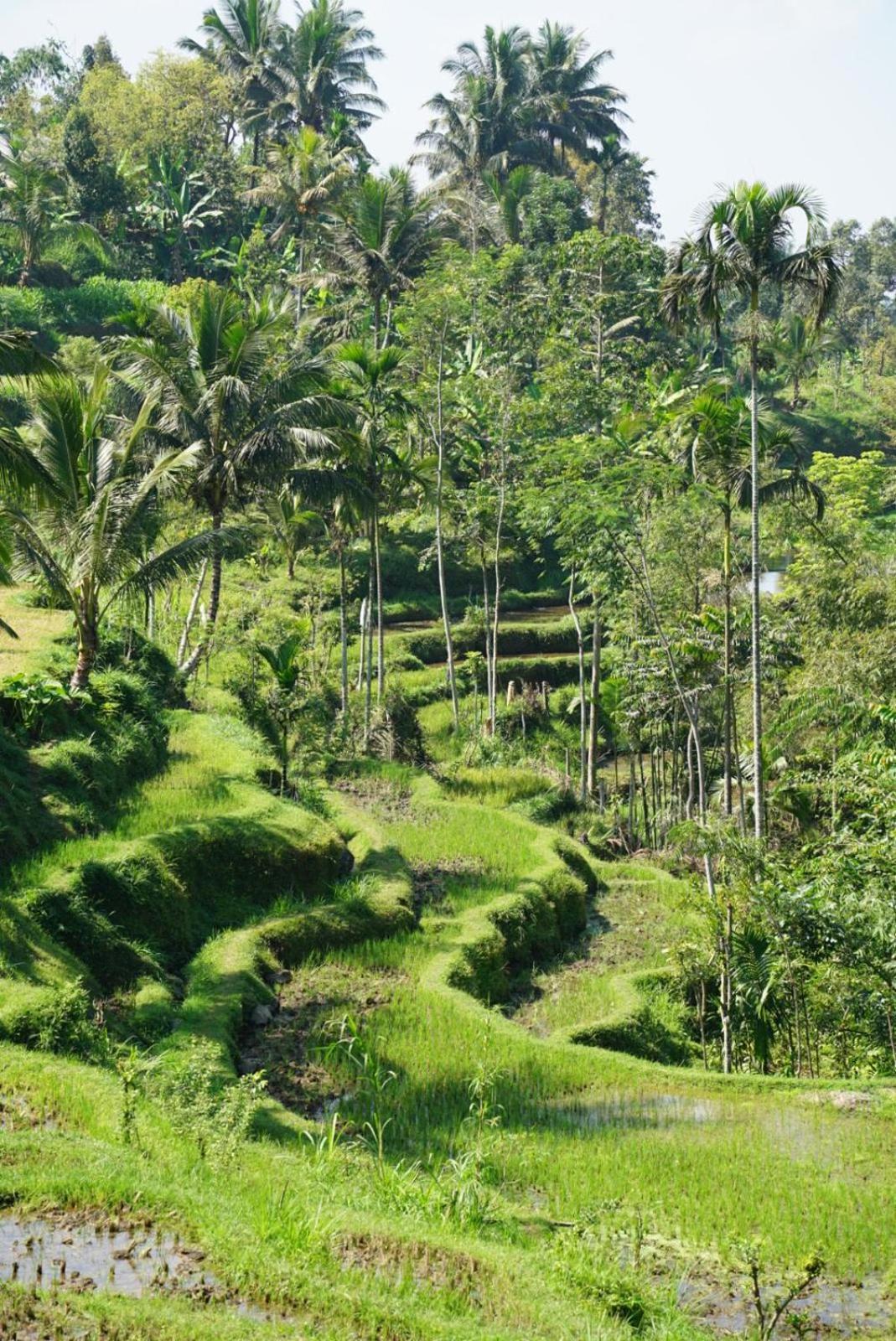 Tetebatu Indah Homestay Exterior foto